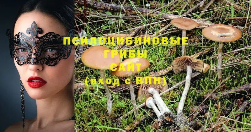 Галлюциногенные грибы Psilocybe  хочу   МЕГА ссылка  Покров 